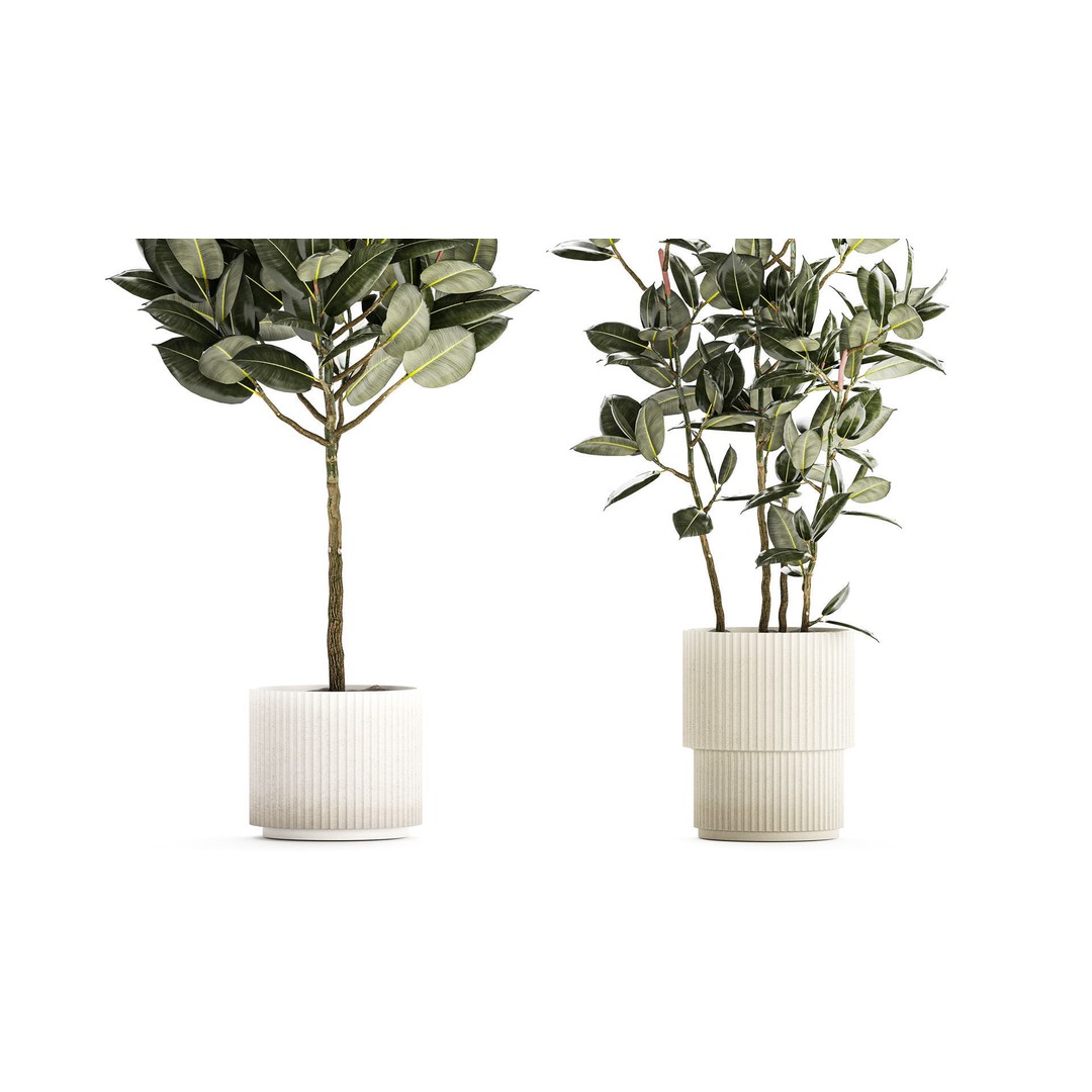 Beautiful Ficus elastica Tree 3D Model – Stylish Indoor/Outdoor Decor - View 4