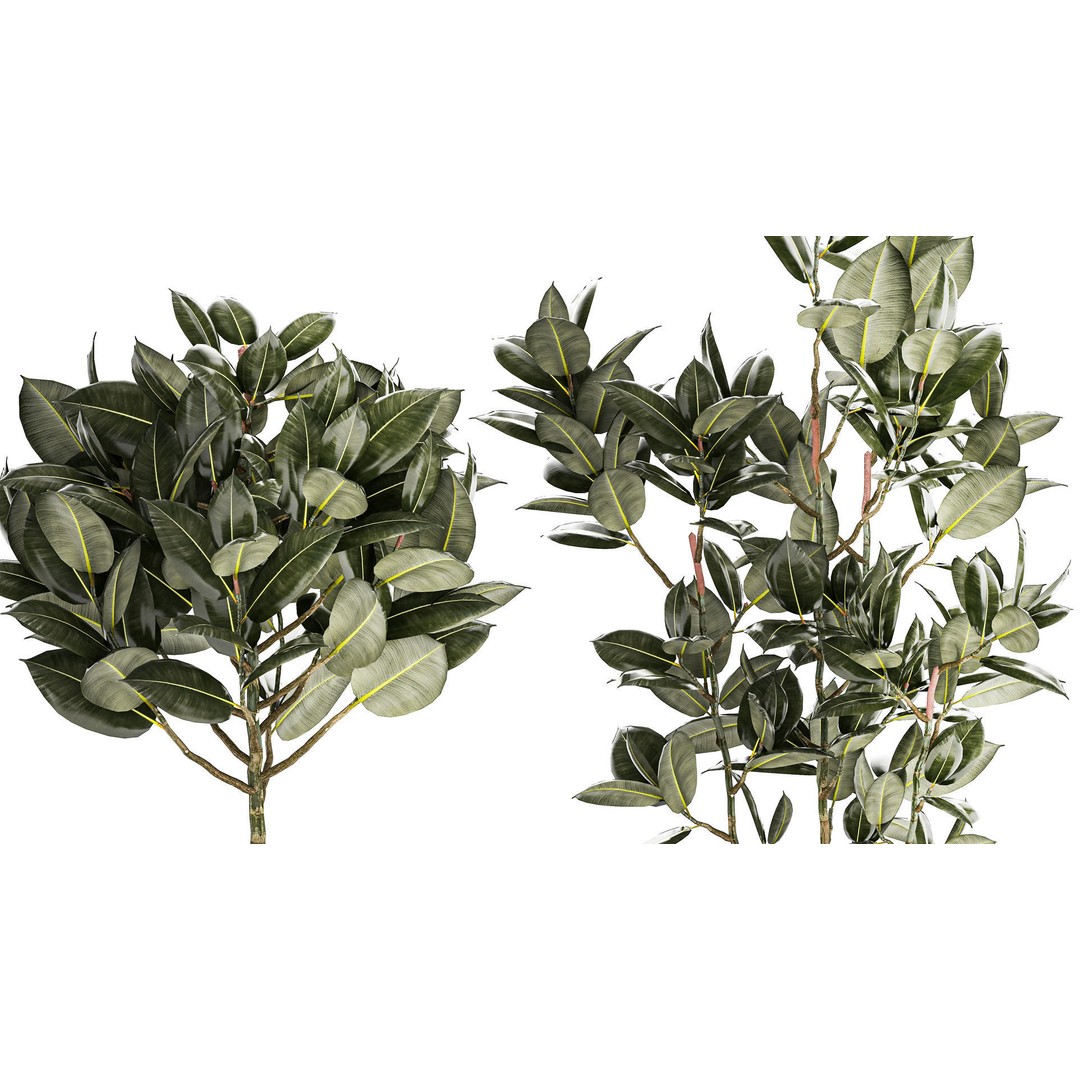 Beautiful Ficus elastica Tree 3D Model – Stylish Indoor/Outdoor Decor - View 5