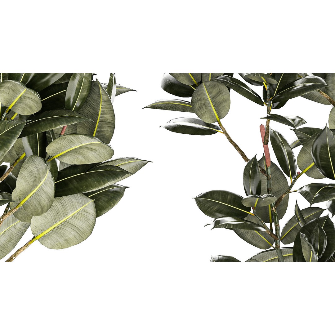 Beautiful Ficus elastica Tree 3D Model – Stylish Indoor/Outdoor Decor - View 6
