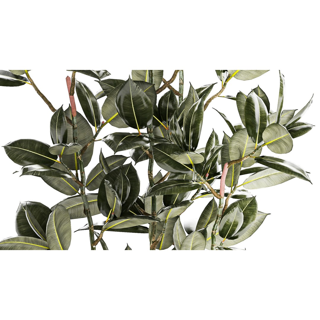 Beautiful Ficus elastica Tree 3D Model – Stylish Indoor/Outdoor Decor - View 7