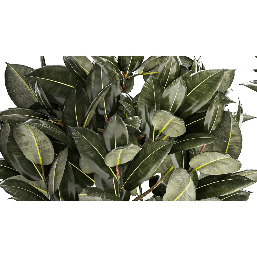 Beautiful Ficus elastica Tree 3D Model – Stylish Indoor/Outdoor Decor - View 8