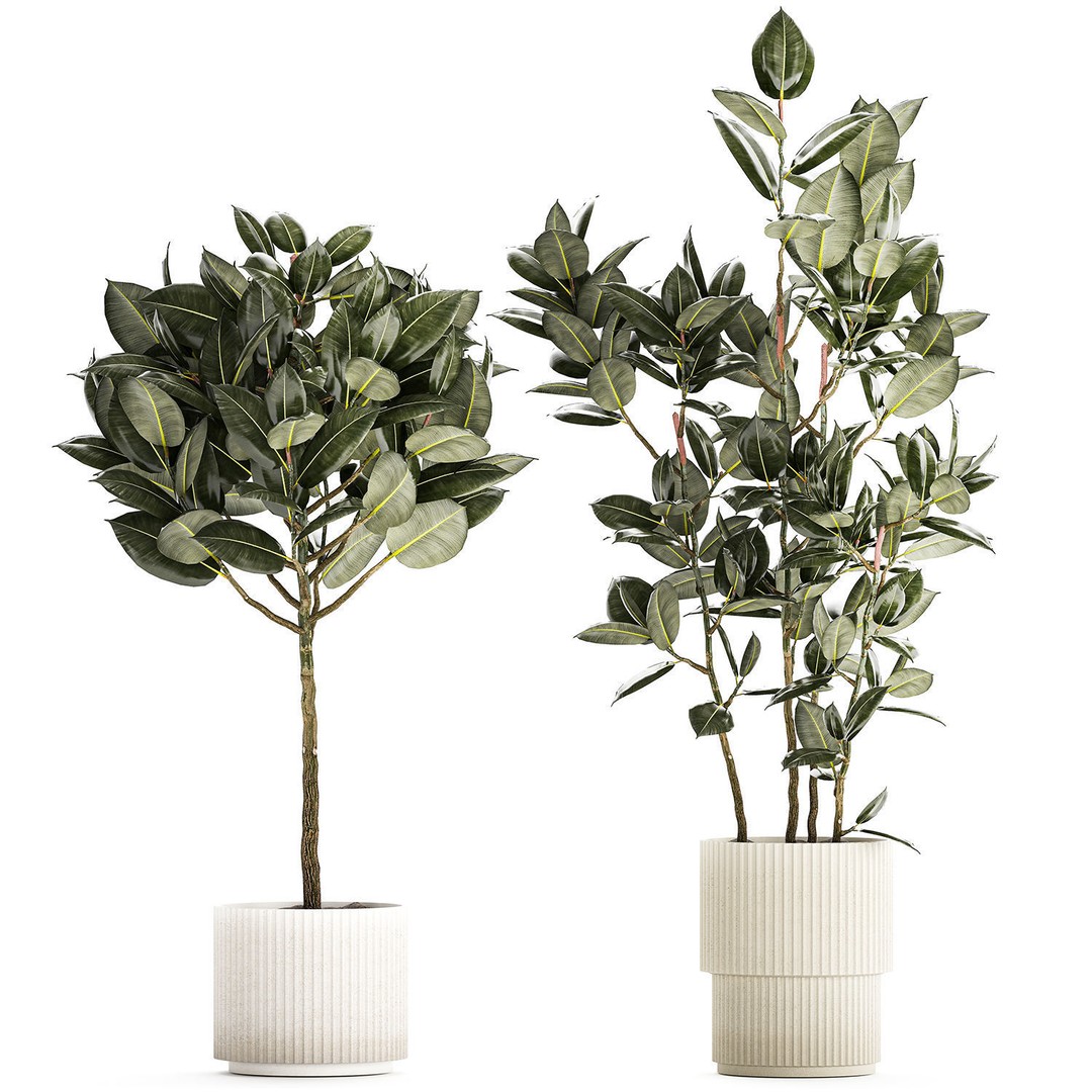 Beautiful Ficus elastica Tree 3D Model – Stylish Indoor/Outdoor Decor - View 9