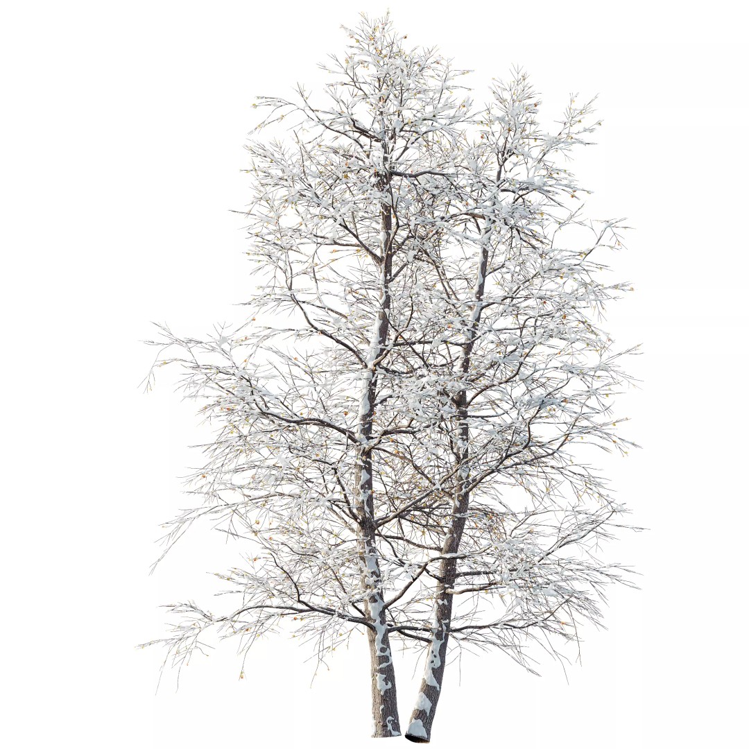 Alnus Glutinosa Winter Snow Tree 3D Model – PBR Game Asset, FBX, OBJ - View 2