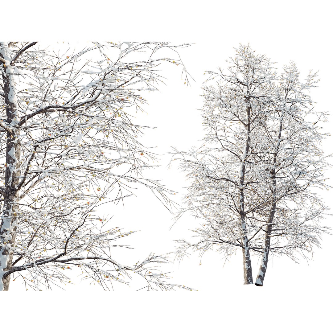 Alnus Glutinosa Winter Snow Tree 3D Model – PBR Game Asset, FBX, OBJ - View 3