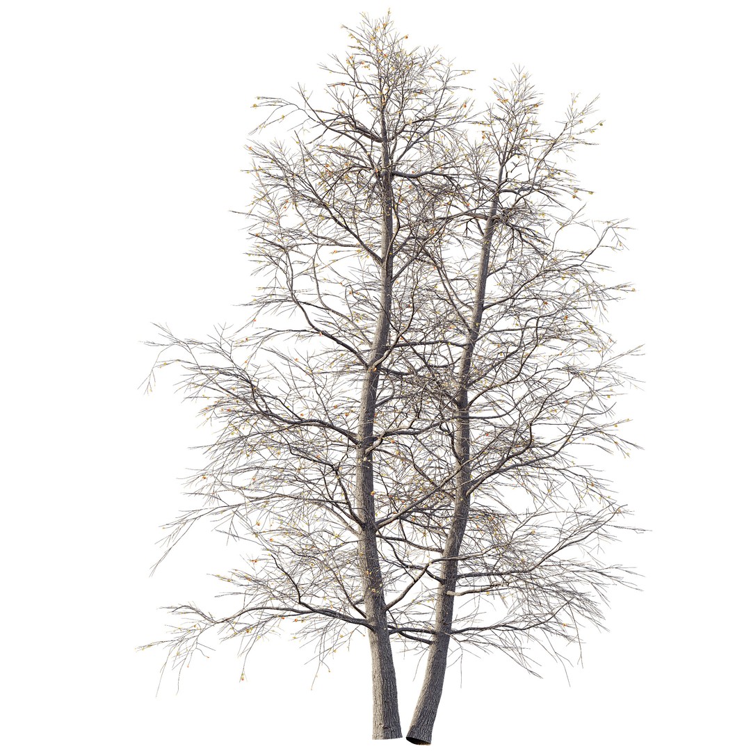 Alnus Glutinosa Winter Snow Tree 3D Model – PBR Game Asset, FBX, OBJ - View 4
