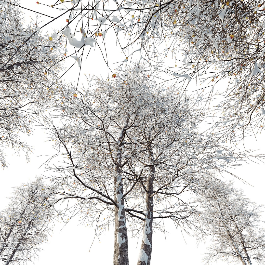 Alnus Glutinosa Winter Snow Tree 3D Model – PBR Game Asset, FBX, OBJ - View 5