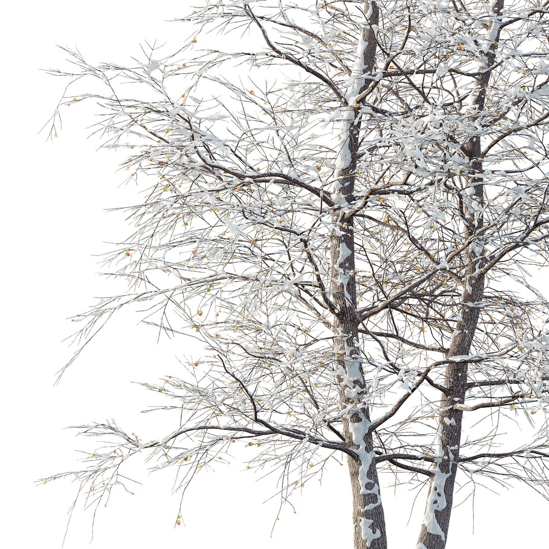 Alnus Glutinosa Winter Snow Tree 3D Model – PBR Game Asset, FBX, OBJ - View 6