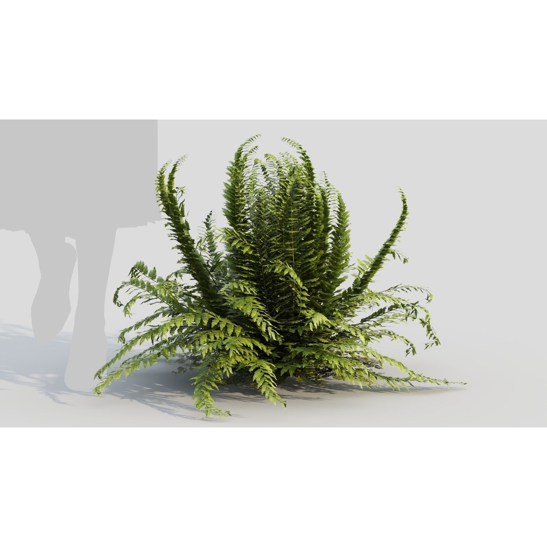 Polystichum Tsussimense 3D Model – Realistic Plant Asset, FBX & OBJ - View 10