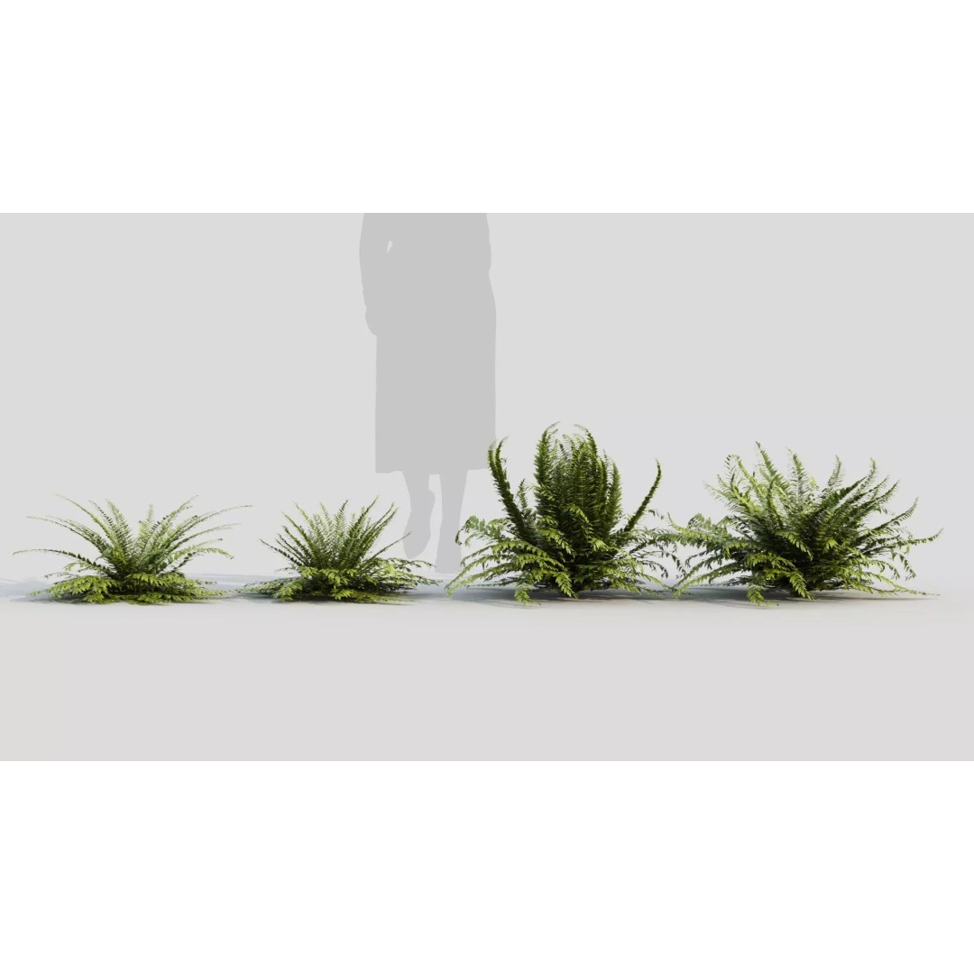 Polystichum Tsussimense 3D Model – Realistic Plant Asset, FBX & OBJ - View 2