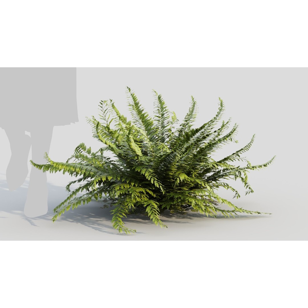 Polystichum Tsussimense 3D Model – Realistic Plant Asset, FBX & OBJ - View 3