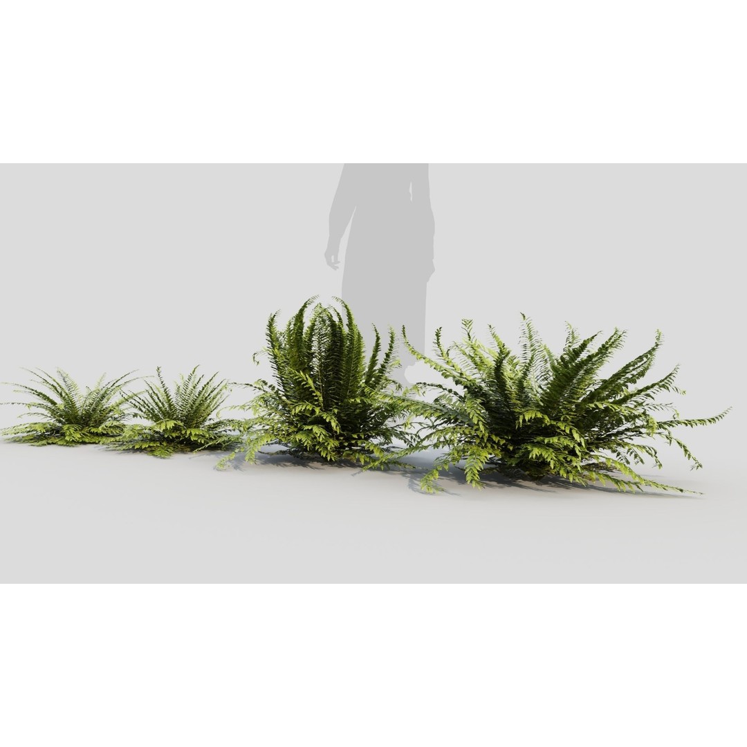 Polystichum Tsussimense 3D Model – Realistic Plant Asset, FBX & OBJ - View 4