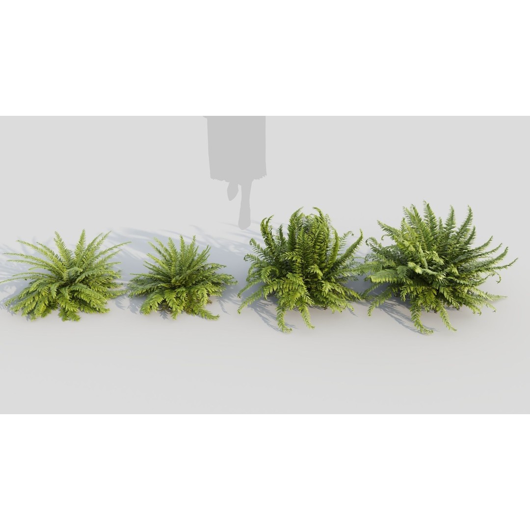 Polystichum Tsussimense 3D Model – Realistic Plant Asset, FBX & OBJ - View 5