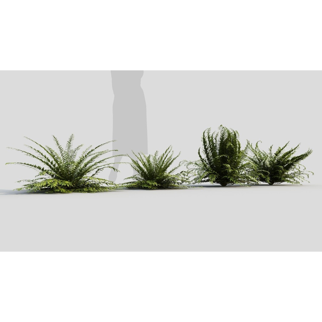 Polystichum Tsussimense 3D Model – Realistic Plant Asset, FBX & OBJ - View 6