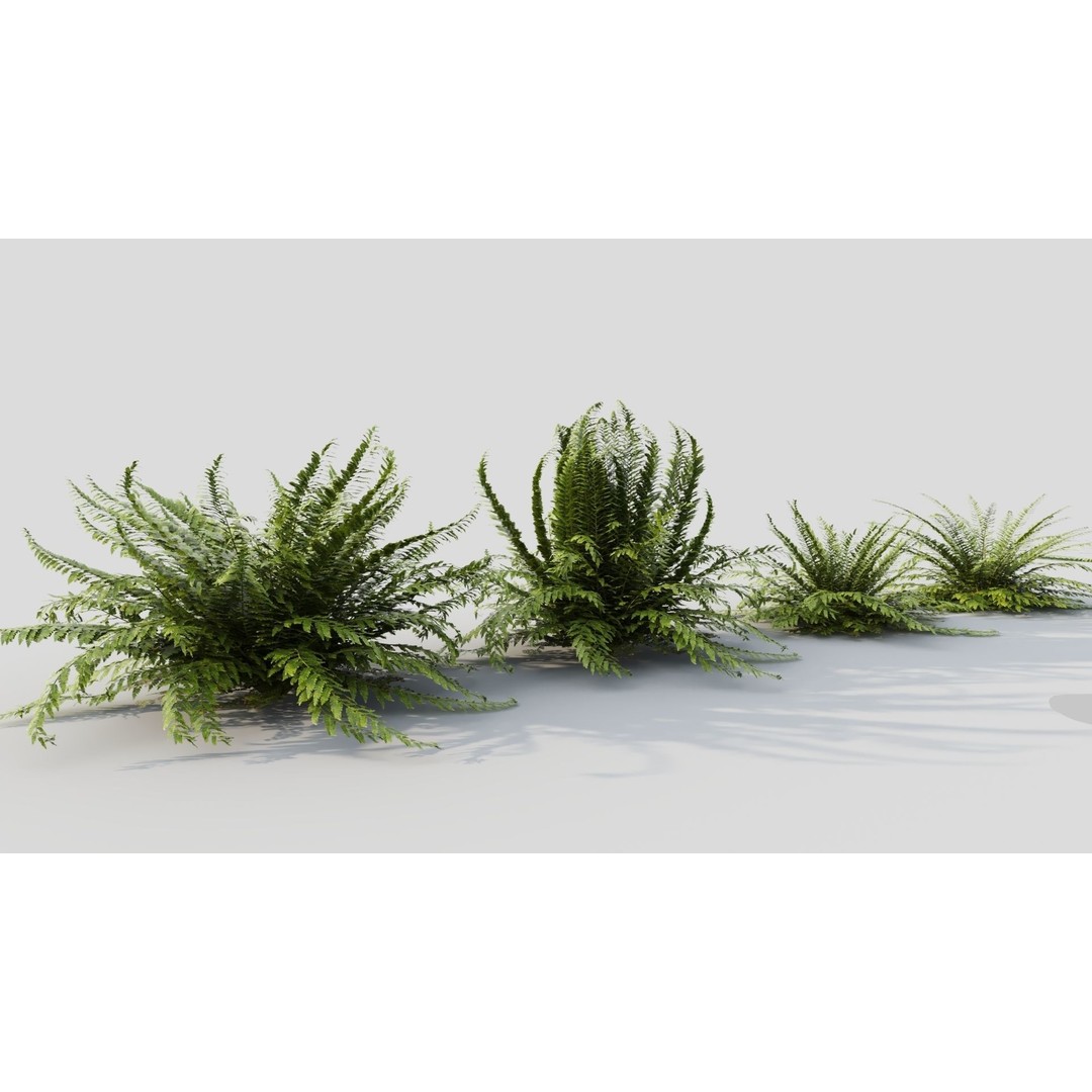 Polystichum Tsussimense 3D Model – Realistic Plant Asset, FBX & OBJ - View 7