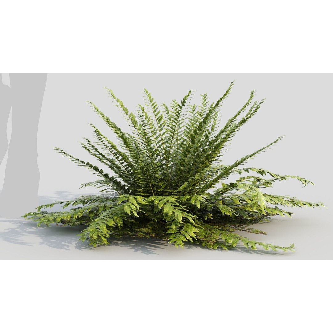Polystichum Tsussimense 3D Model – Realistic Plant Asset, FBX & OBJ - View 9