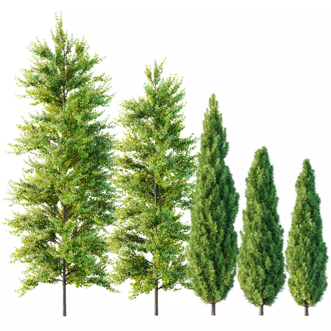 Maidenhair Ginkgo Biloba & Mediterranean Cypress 3D Model – Spring Trees, PBR, FBX, OBJ - View 2