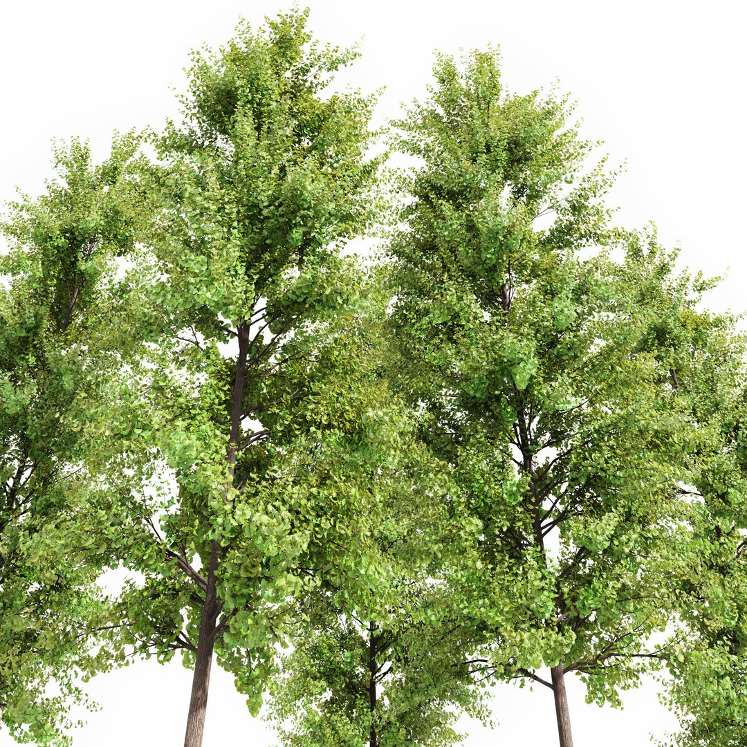 Maidenhair Ginkgo Biloba & Mediterranean Cypress 3D Model – Spring Trees, PBR, FBX, OBJ - View 4