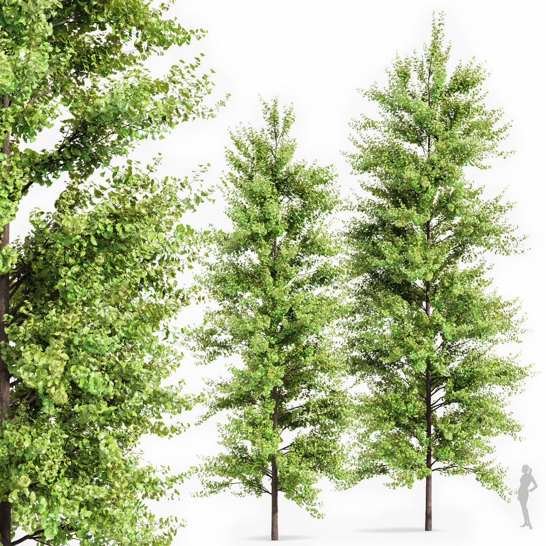 Maidenhair Ginkgo Biloba & Mediterranean Cypress 3D Model – Spring Trees, PBR, FBX, OBJ - View 5