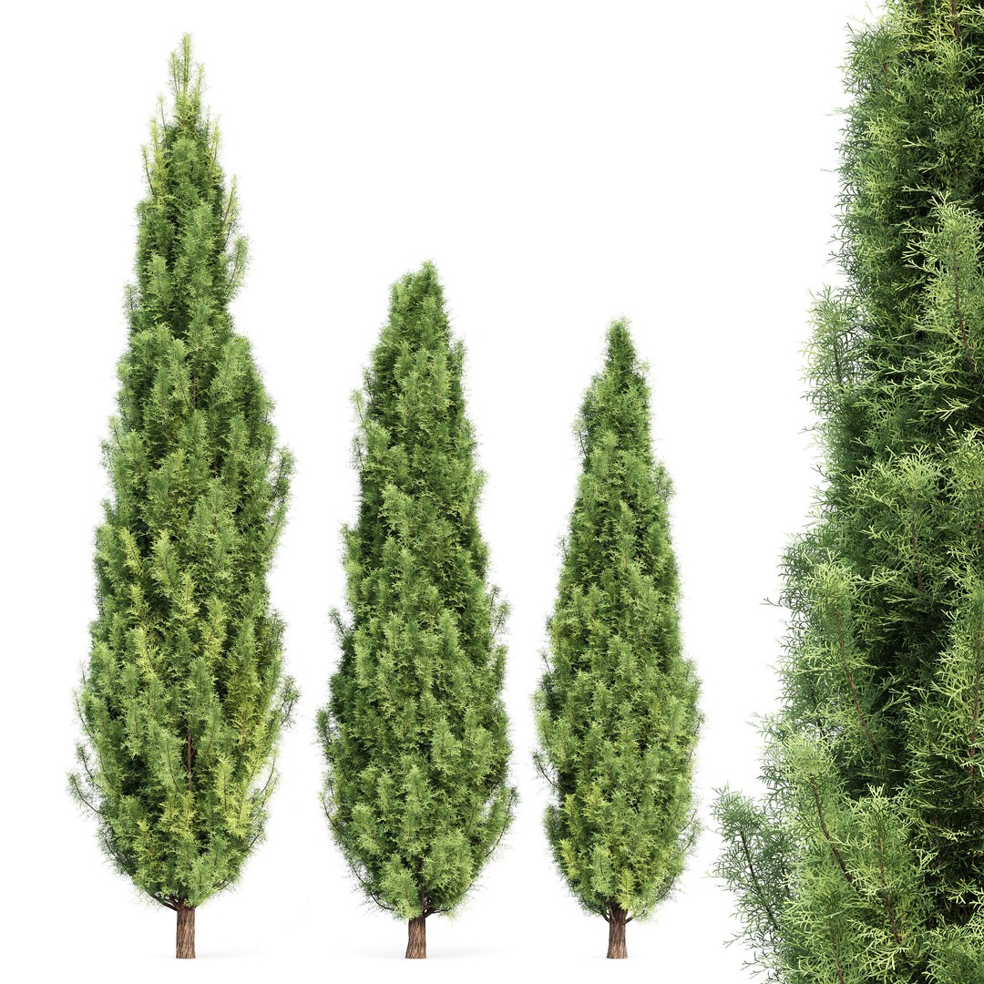 Maidenhair Ginkgo Biloba & Mediterranean Cypress 3D Model – Spring Trees, PBR, FBX, OBJ - View 6