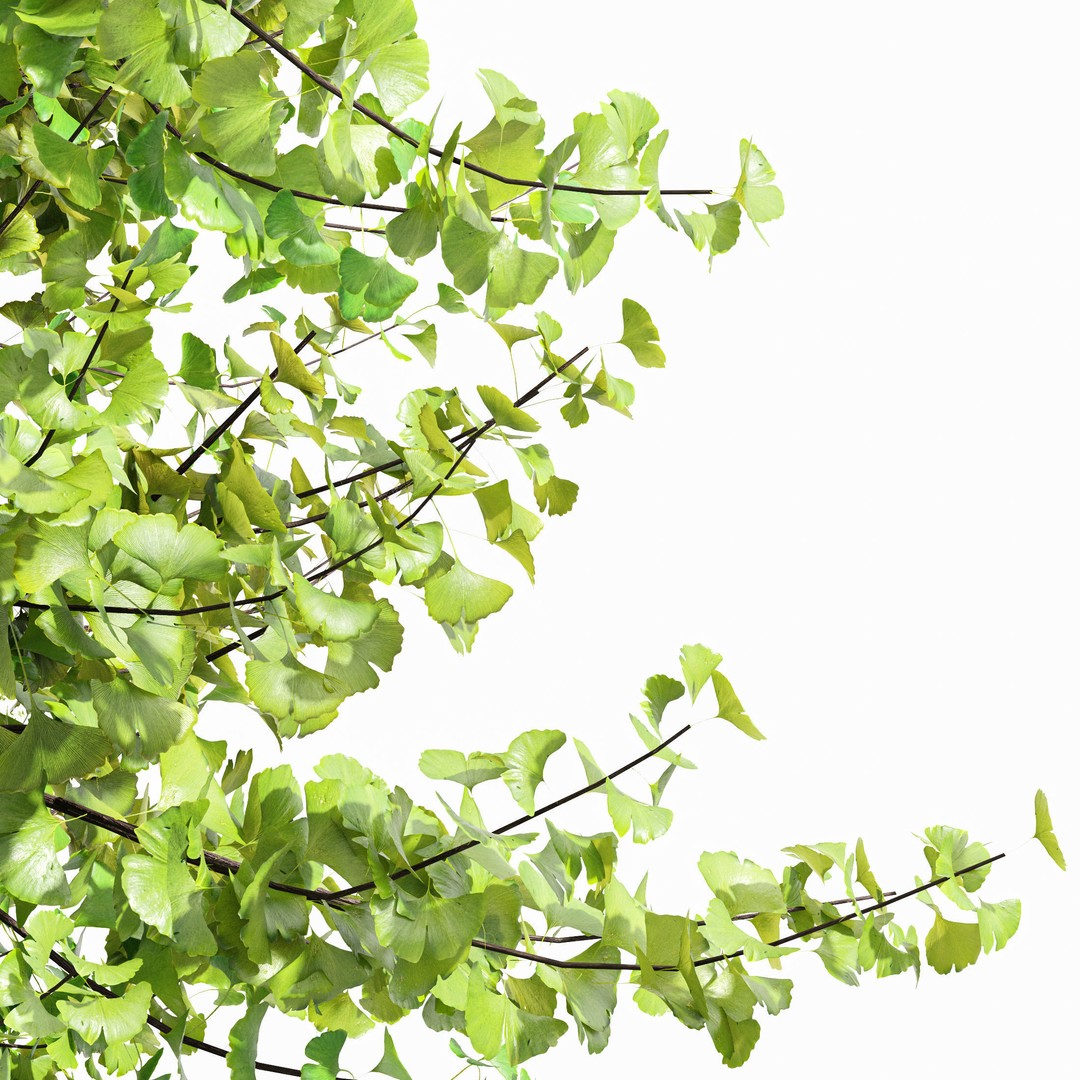 Maidenhair Ginkgo Biloba & Mediterranean Cypress 3D Model – Spring Trees, PBR, FBX, OBJ - View 7