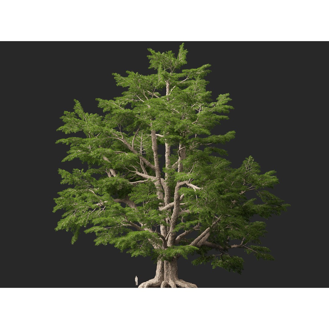 Cedrus Libani 3D Model – Low Poly Game Asset, FBX, Blender
