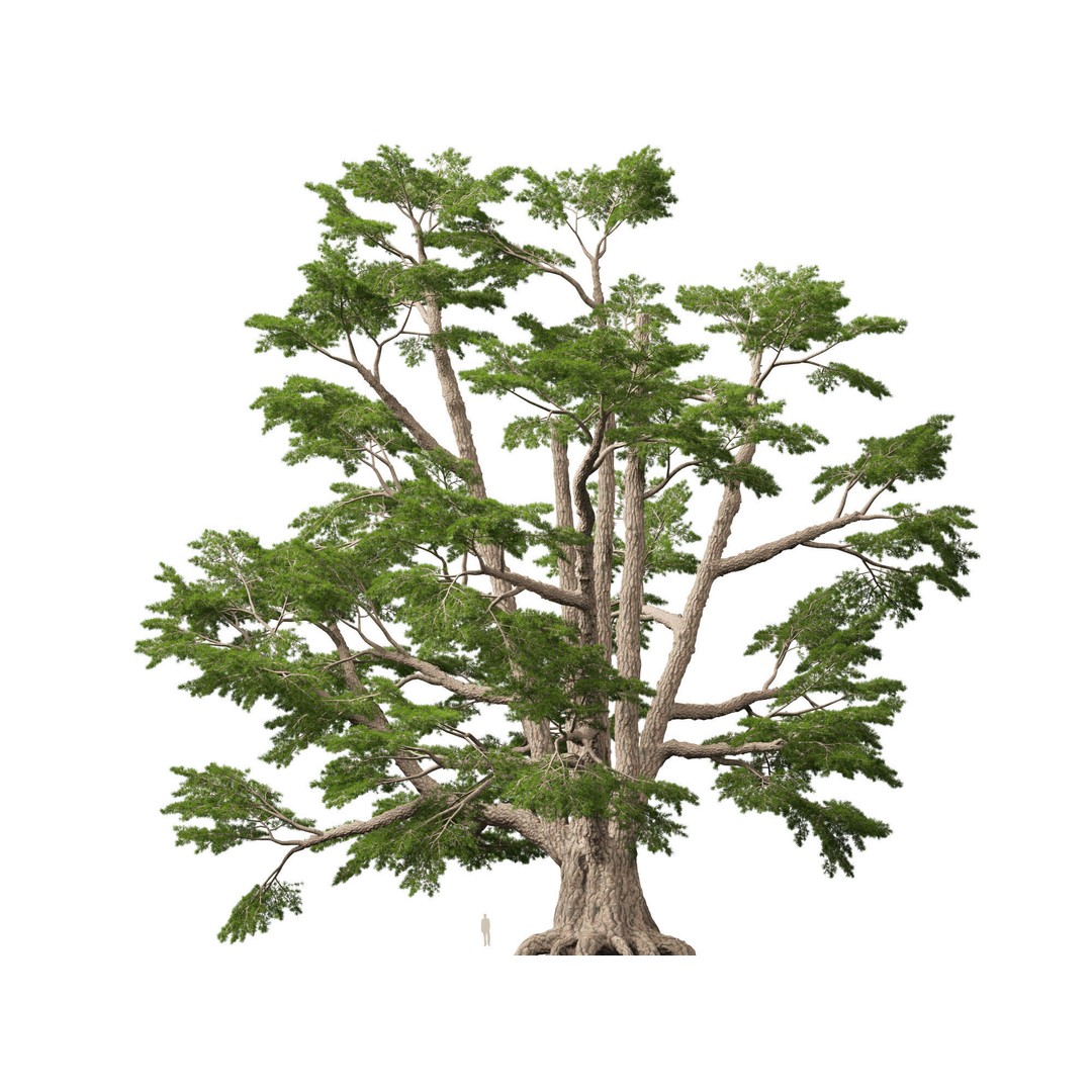 Cedrus Libani 3D Model – Low Poly Game Asset, FBX, Blender - View 10
