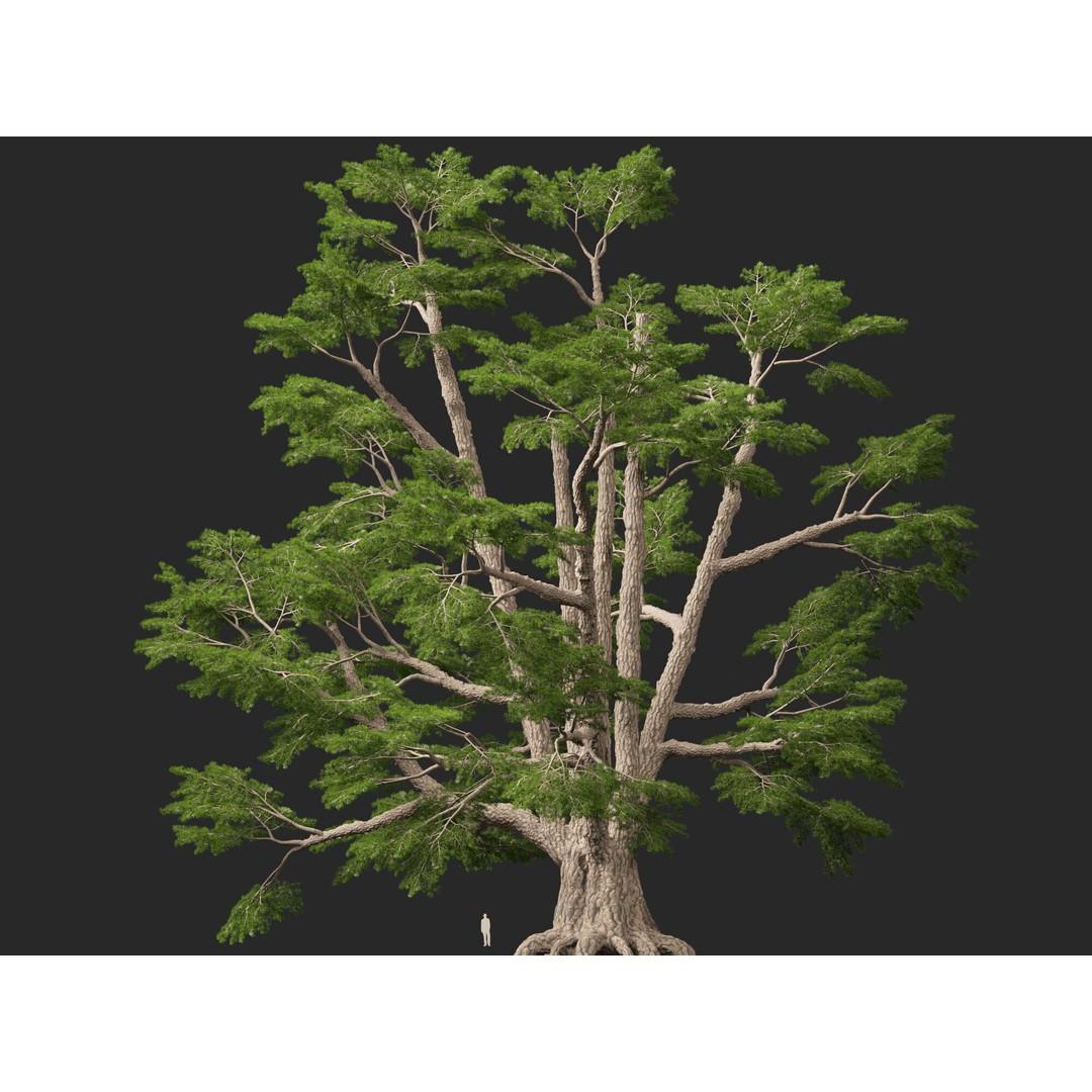 Cedrus Libani 3D Model – Low Poly Game Asset, FBX, Blender - View 11