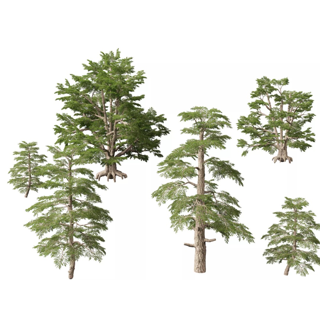 Cedrus Libani 3D Model – Low Poly Game Asset, FBX, Blender - View 2