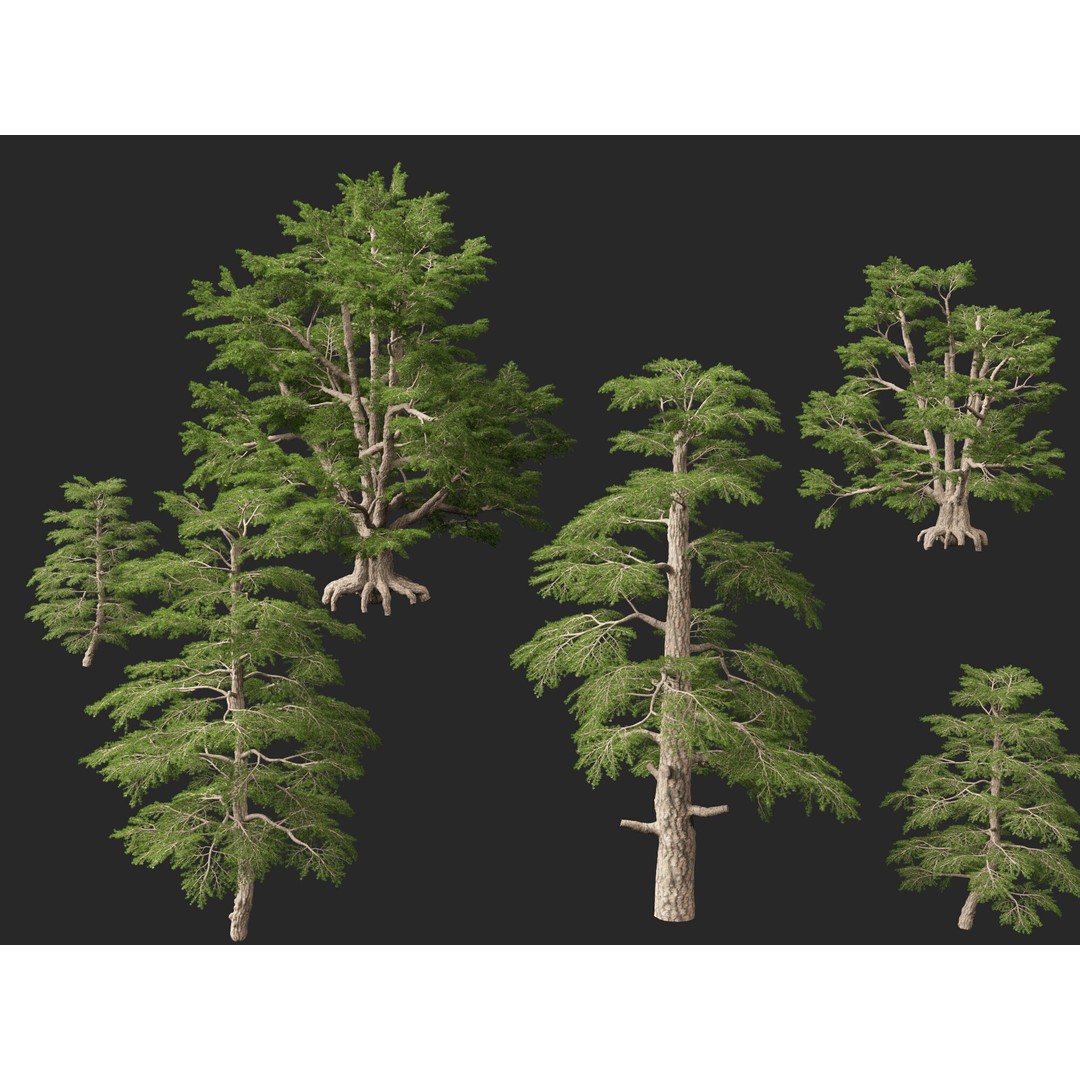 Cedrus Libani 3D Model – Low Poly Game Asset, FBX, Blender - View 4