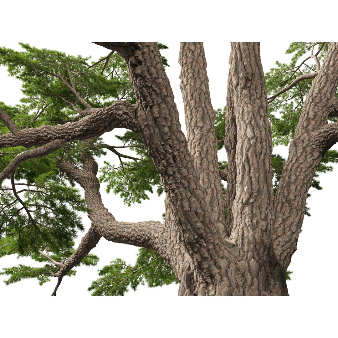 Cedrus Libani 3D Model – Low Poly Game Asset, FBX, Blender - View 5