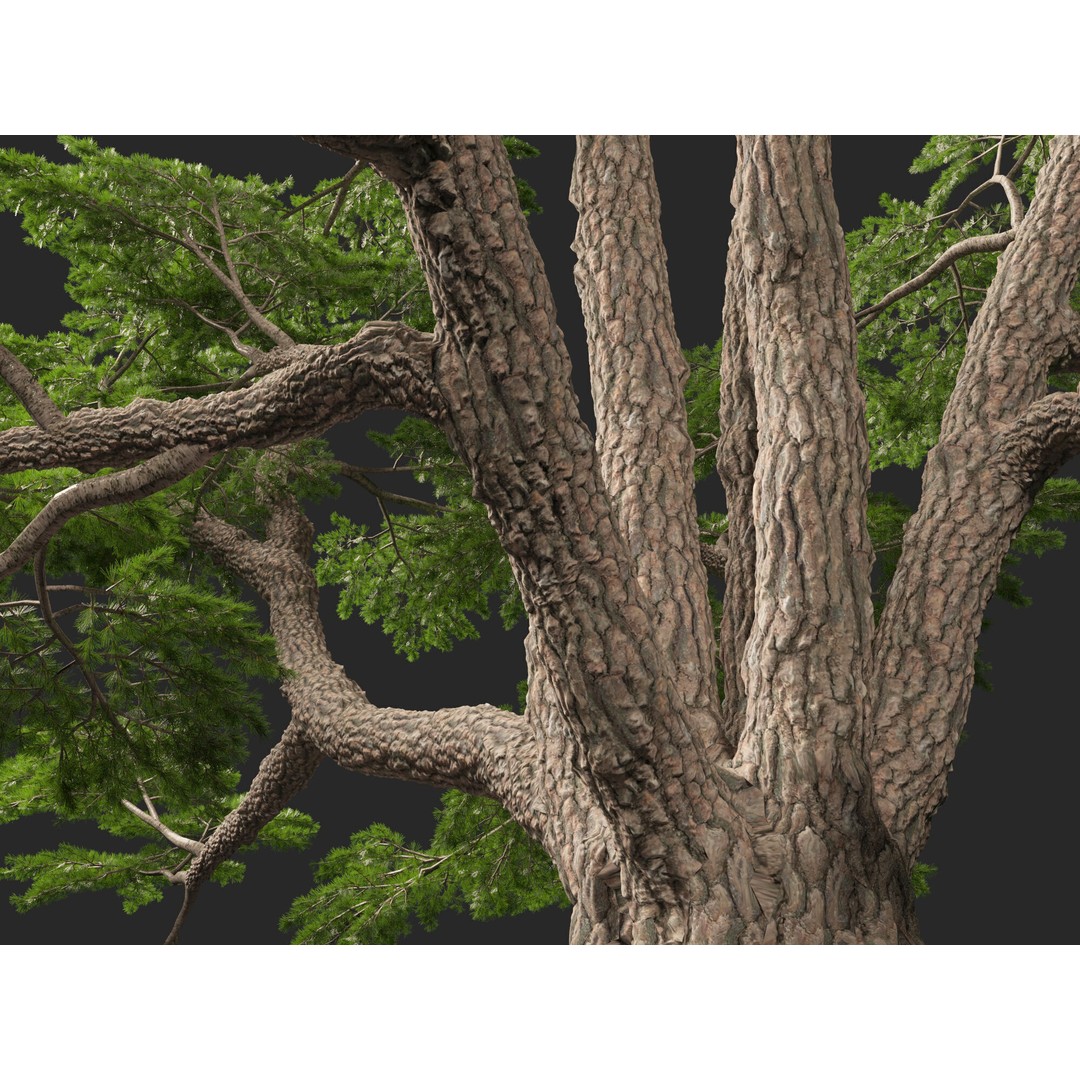 Cedrus Libani 3D Model – Low Poly Game Asset, FBX, Blender - View 6