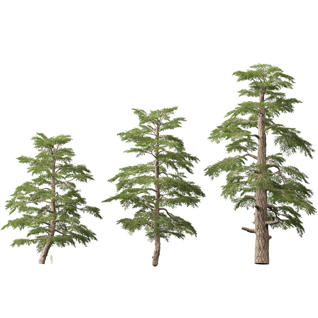 Cedrus Libani 3D Model – Low Poly Game Asset, FBX, Blender - View 8