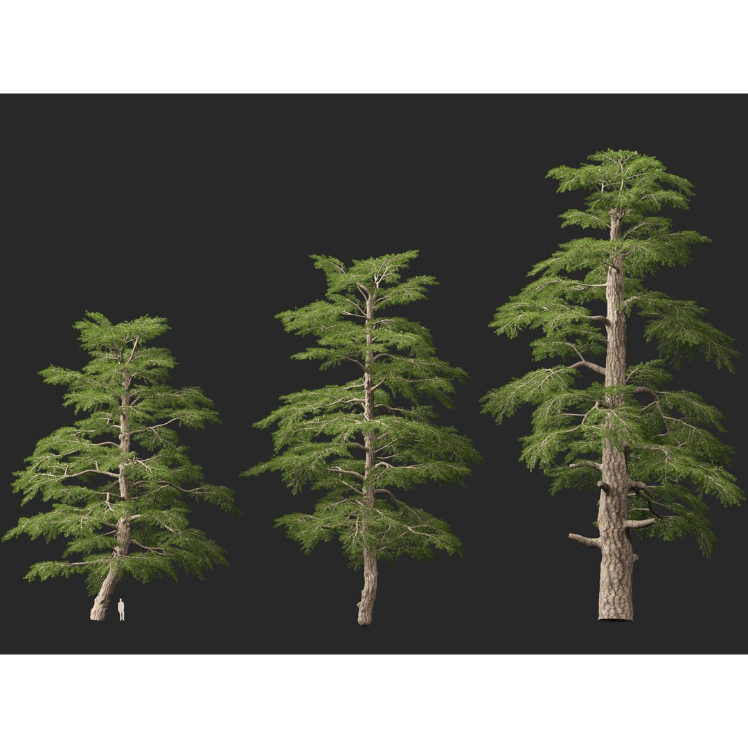 Cedrus Libani 3D Model – Low Poly Game Asset, FBX, Blender - View 9