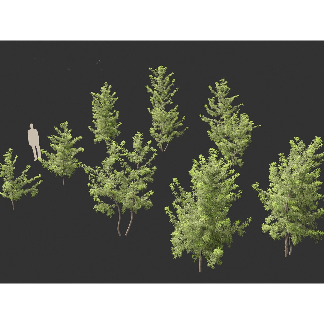 Gleditsia triacanthos 3D Model – Green Honey Locust, FBX, PBR Textures