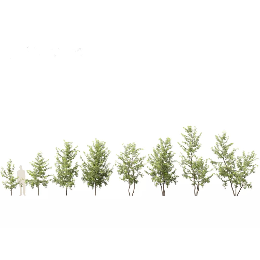 Gleditsia triacanthos 3D Model – Green Honey Locust, FBX, PBR Textures - View 2