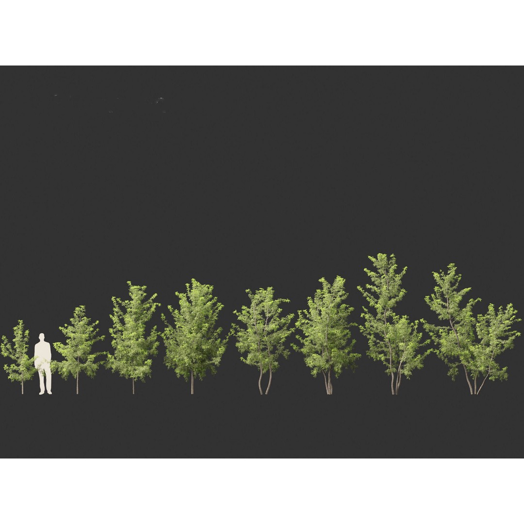 Gleditsia triacanthos 3D Model – Green Honey Locust, FBX, PBR Textures - View 3