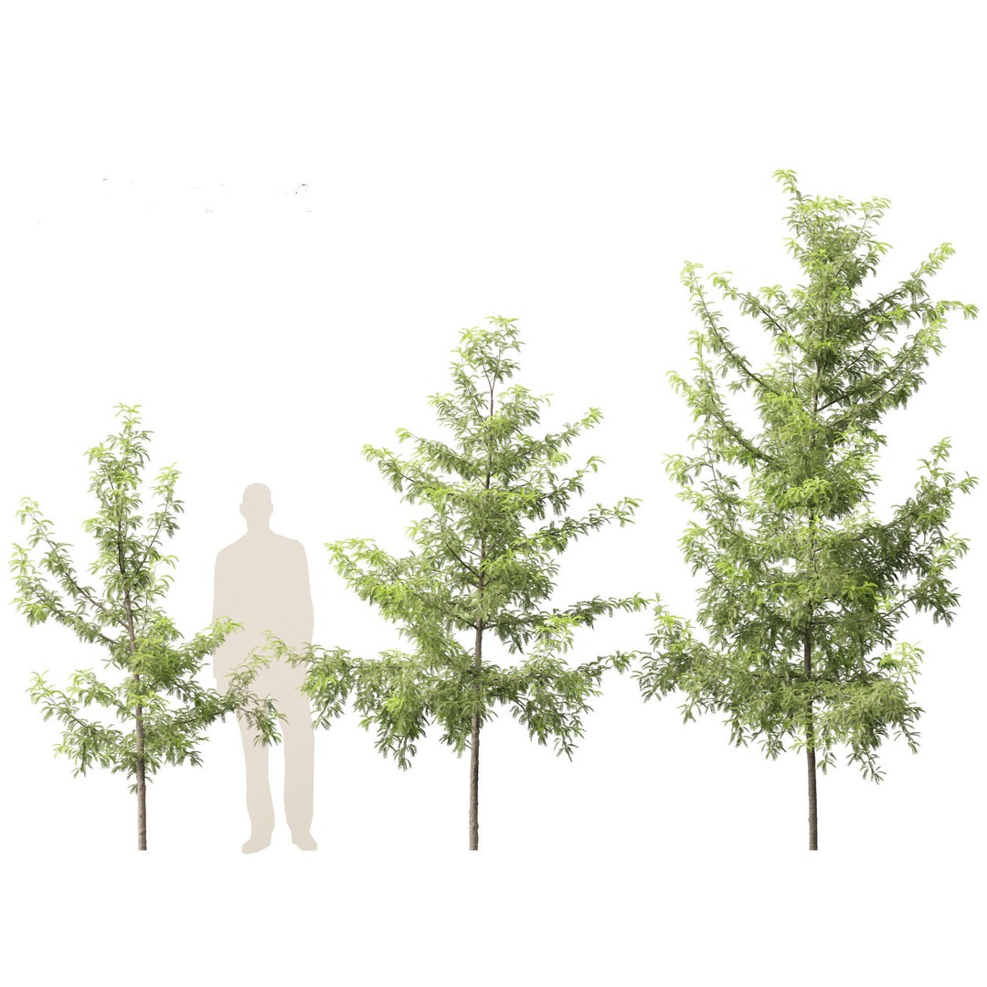 Gleditsia triacanthos 3D Model – Green Honey Locust, FBX, PBR Textures - View 4