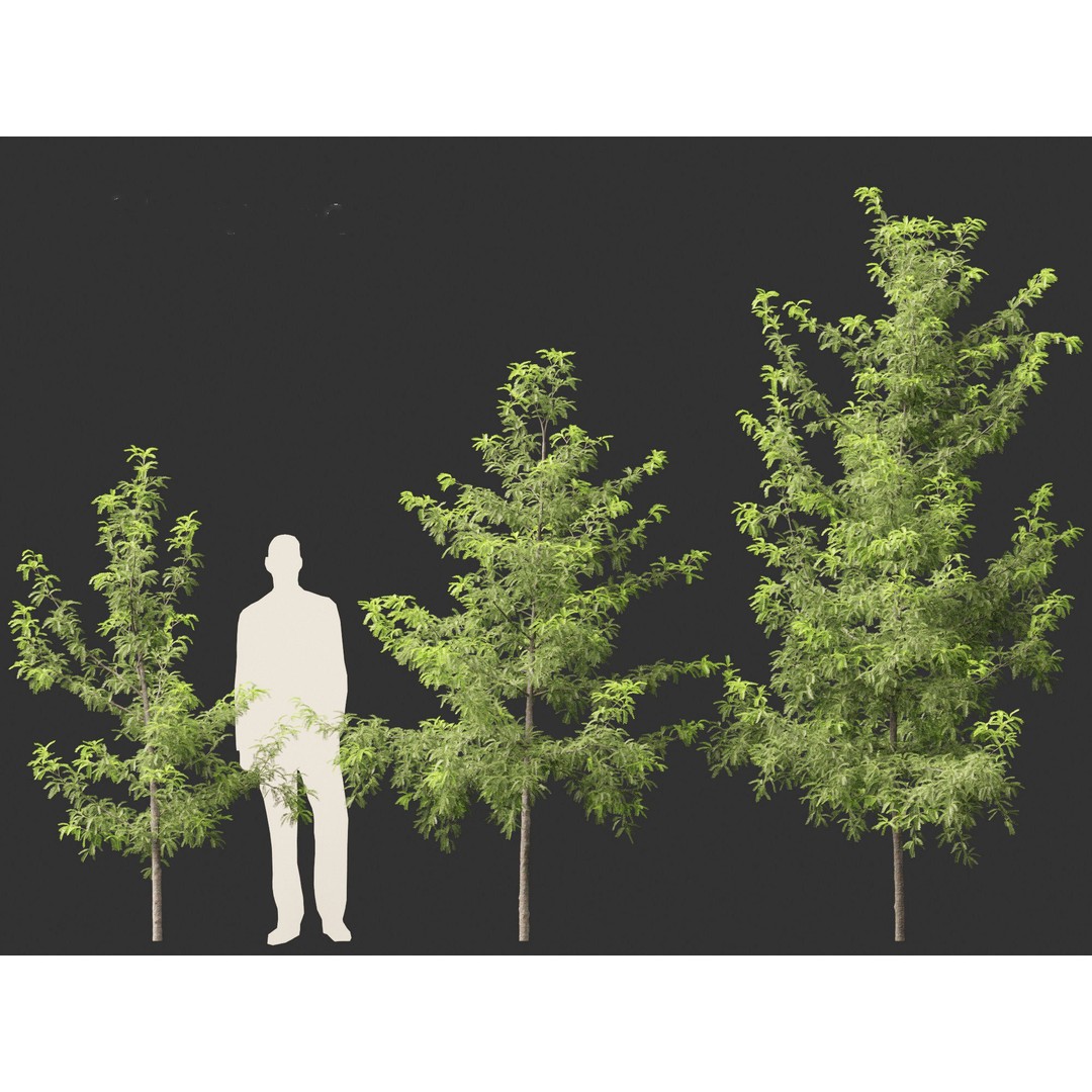 Gleditsia triacanthos 3D Model – Green Honey Locust, FBX, PBR Textures - View 5