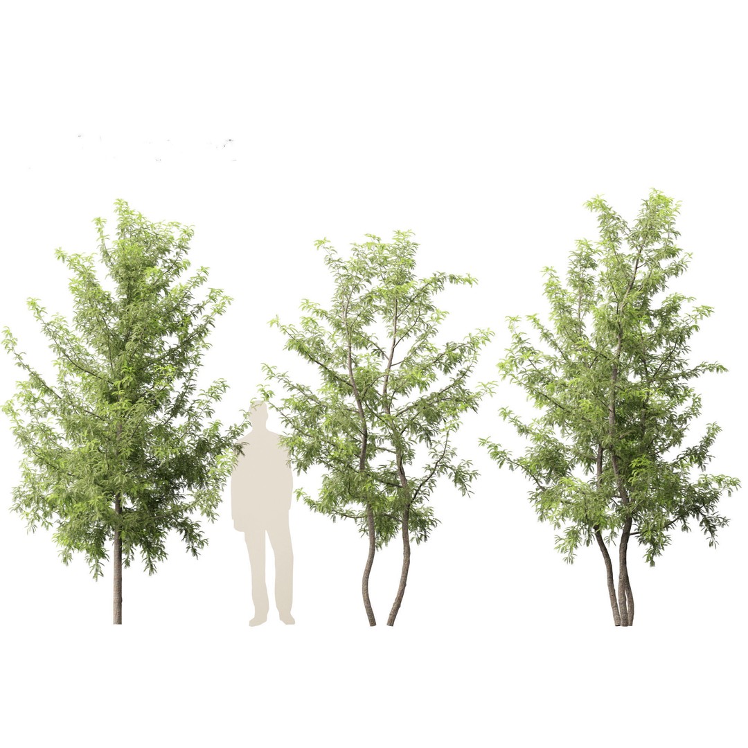 Gleditsia triacanthos 3D Model – Green Honey Locust, FBX, PBR Textures - View 6