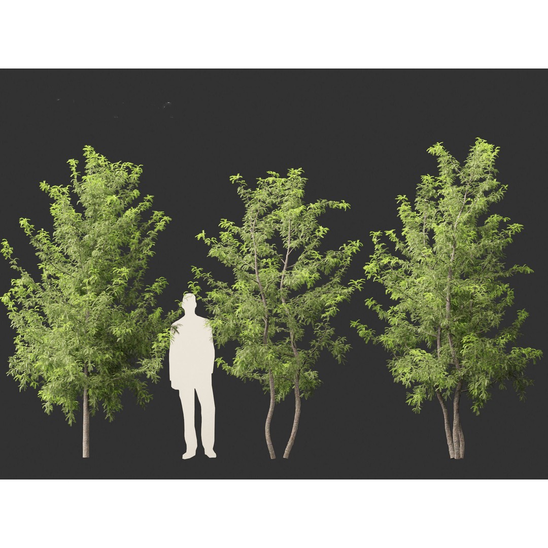 Gleditsia triacanthos 3D Model – Green Honey Locust, FBX, PBR Textures - View 7