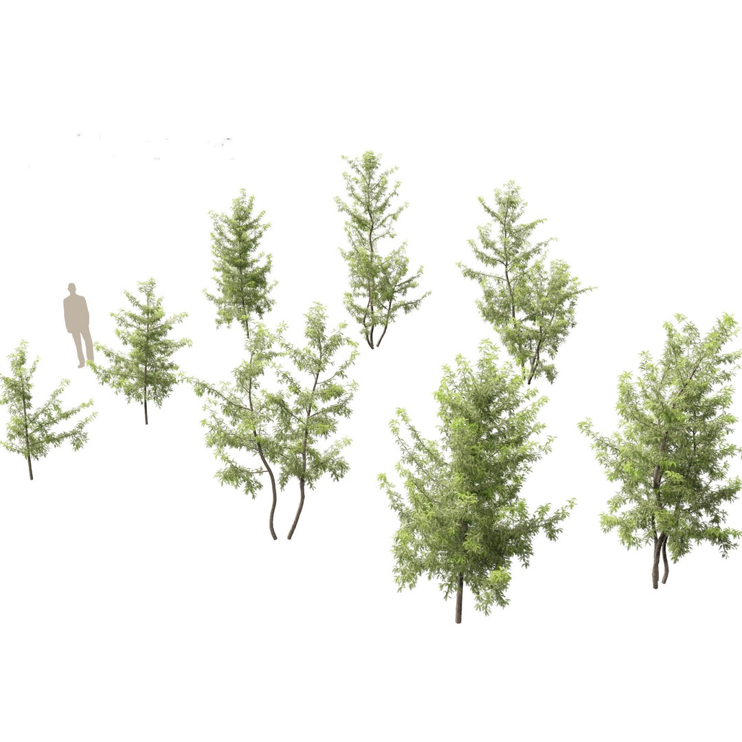 Gleditsia triacanthos 3D Model – Green Honey Locust, FBX, PBR Textures - View 8