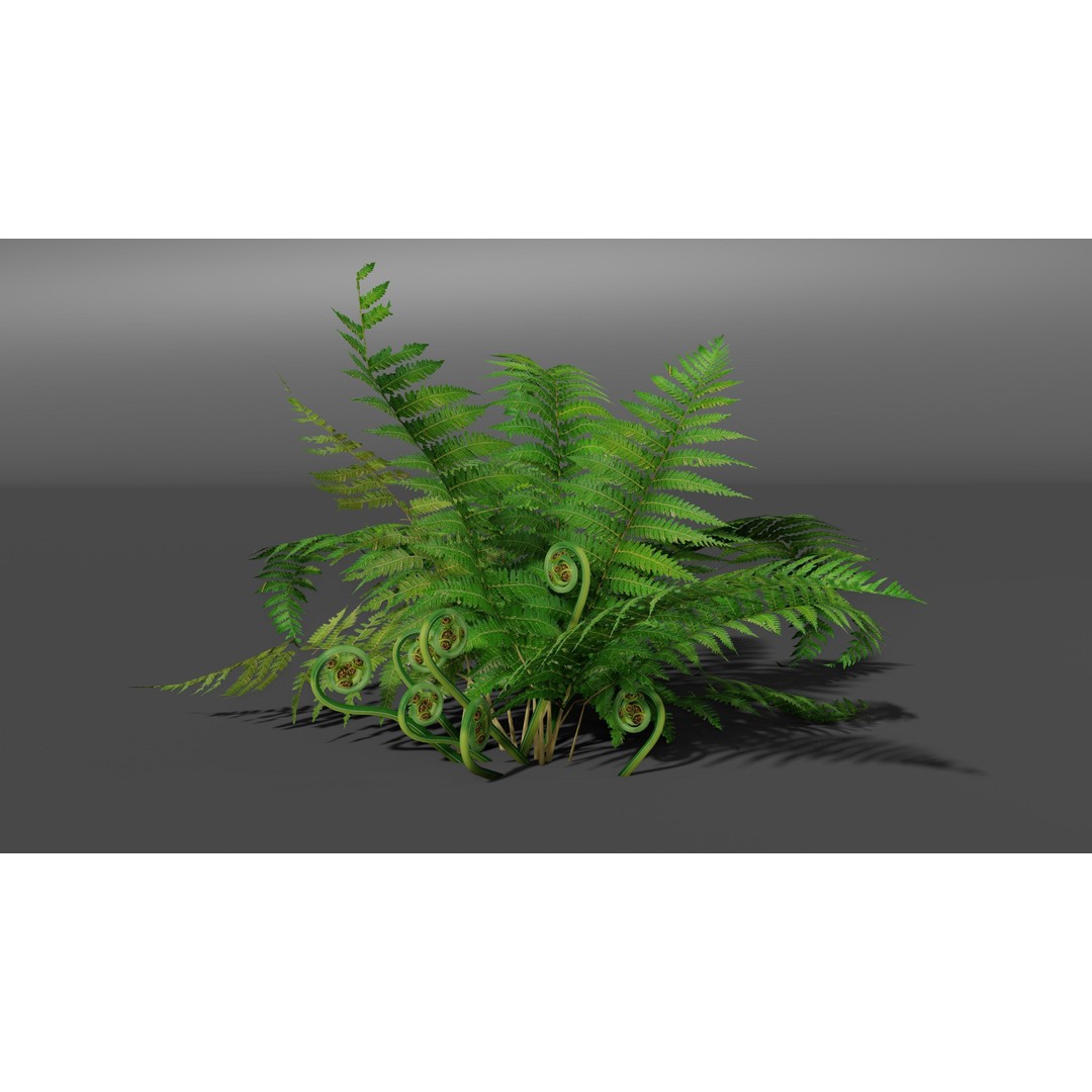 Fern 3D Model – Low Poly Game Asset, PBR Textures, FBX, OBJ - View 10