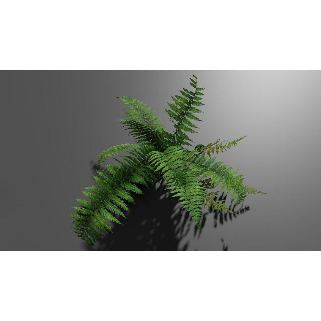 Fern 3D Model – Low Poly Game Asset, PBR Textures, FBX, OBJ - View 11
