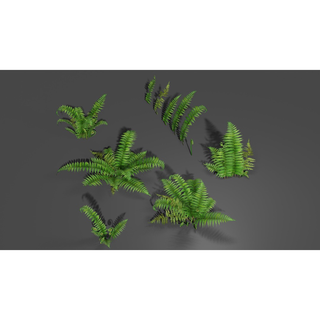 Fern 3D Model – Low Poly Game Asset, PBR Textures, FBX, OBJ - View 5