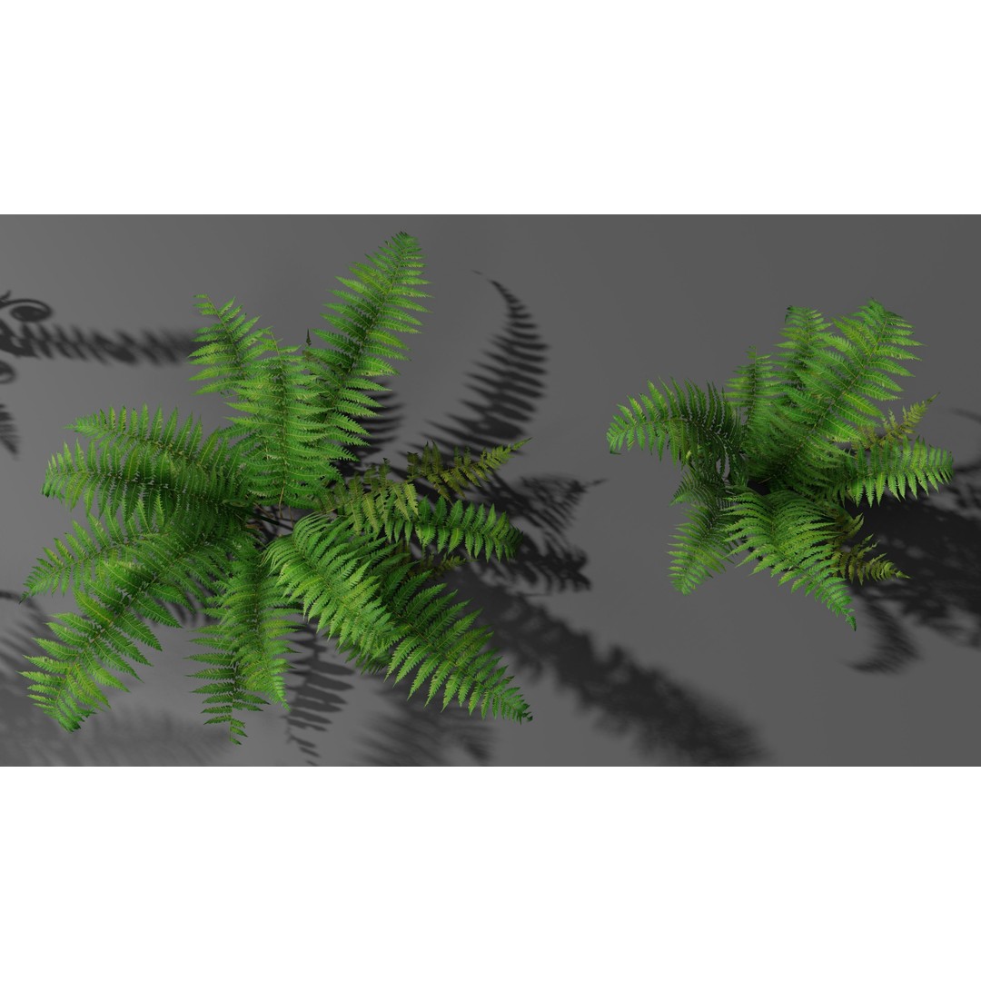 Fern 3D Model – Low Poly Game Asset, PBR Textures, FBX, OBJ - View 9