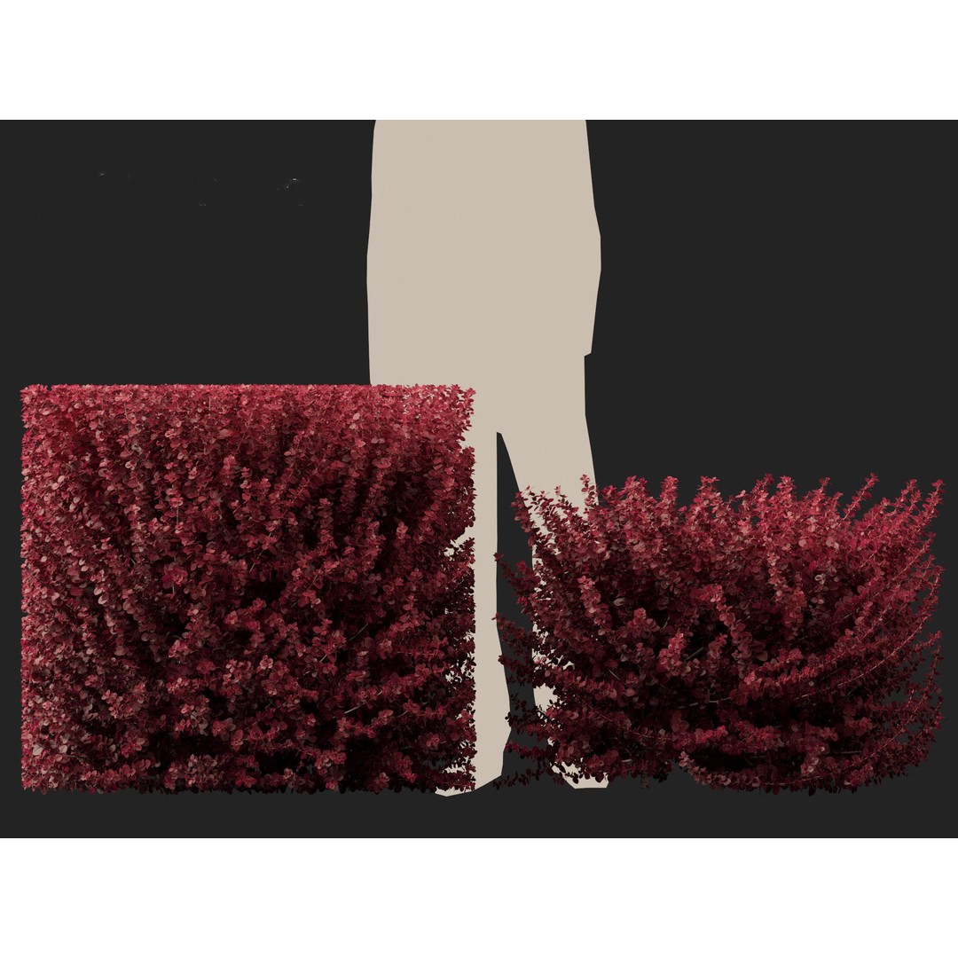 Berberis thunbergii f atropurpurea Gentry 3D Model – Realistic Plant Asset, FBX
