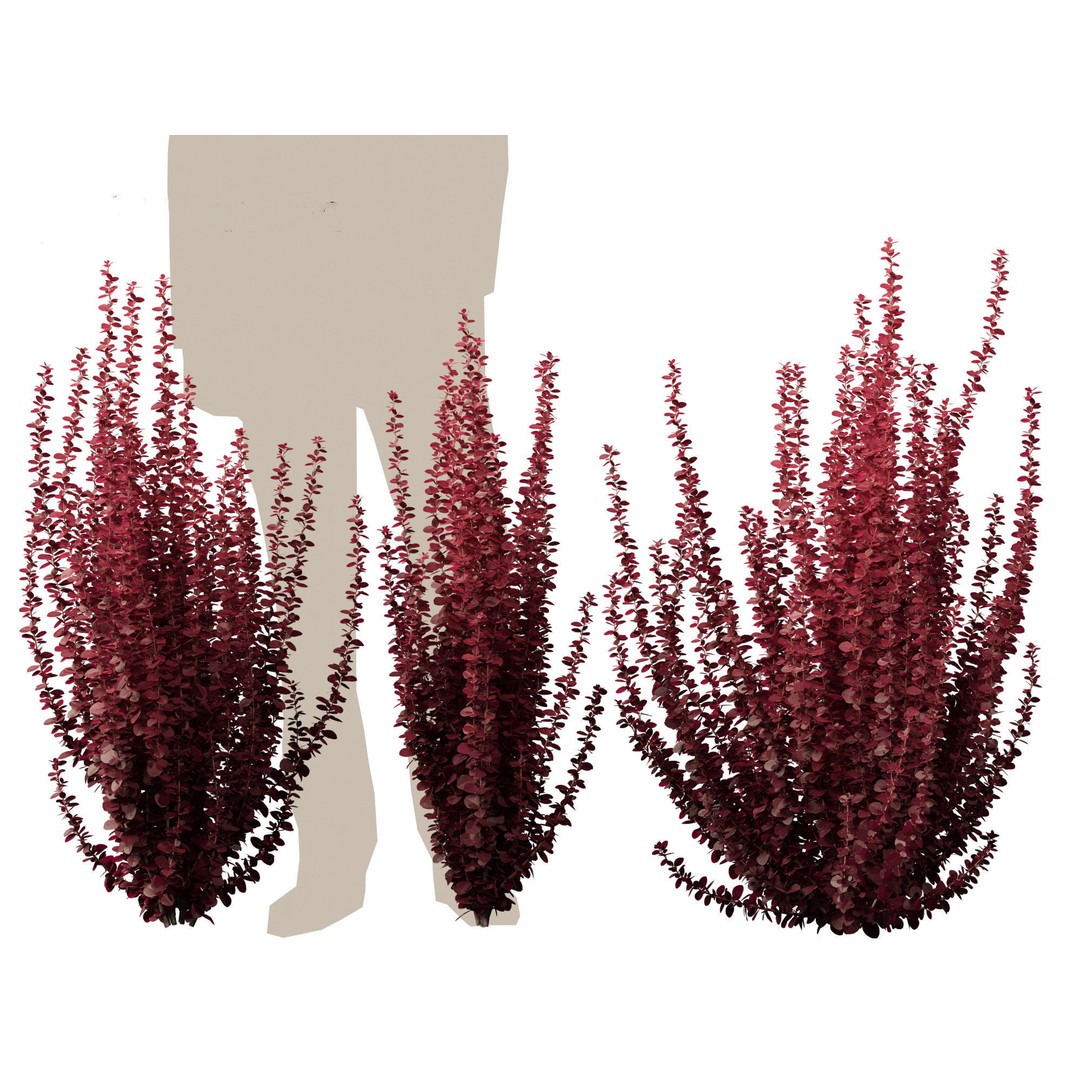 Berberis thunbergii f atropurpurea Gentry 3D Model – Realistic Plant Asset, FBX - View 10