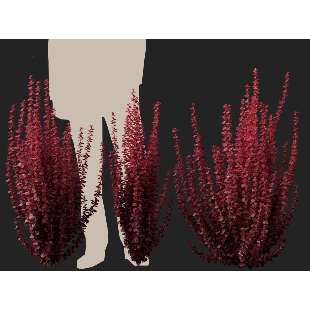 Berberis thunbergii f atropurpurea Gentry 3D Model – Realistic Plant Asset, FBX - View 11