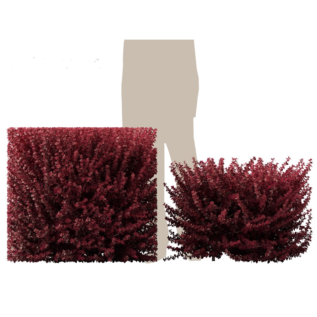 Berberis thunbergii f atropurpurea Gentry 3D Model – Realistic Plant Asset, FBX - View 12