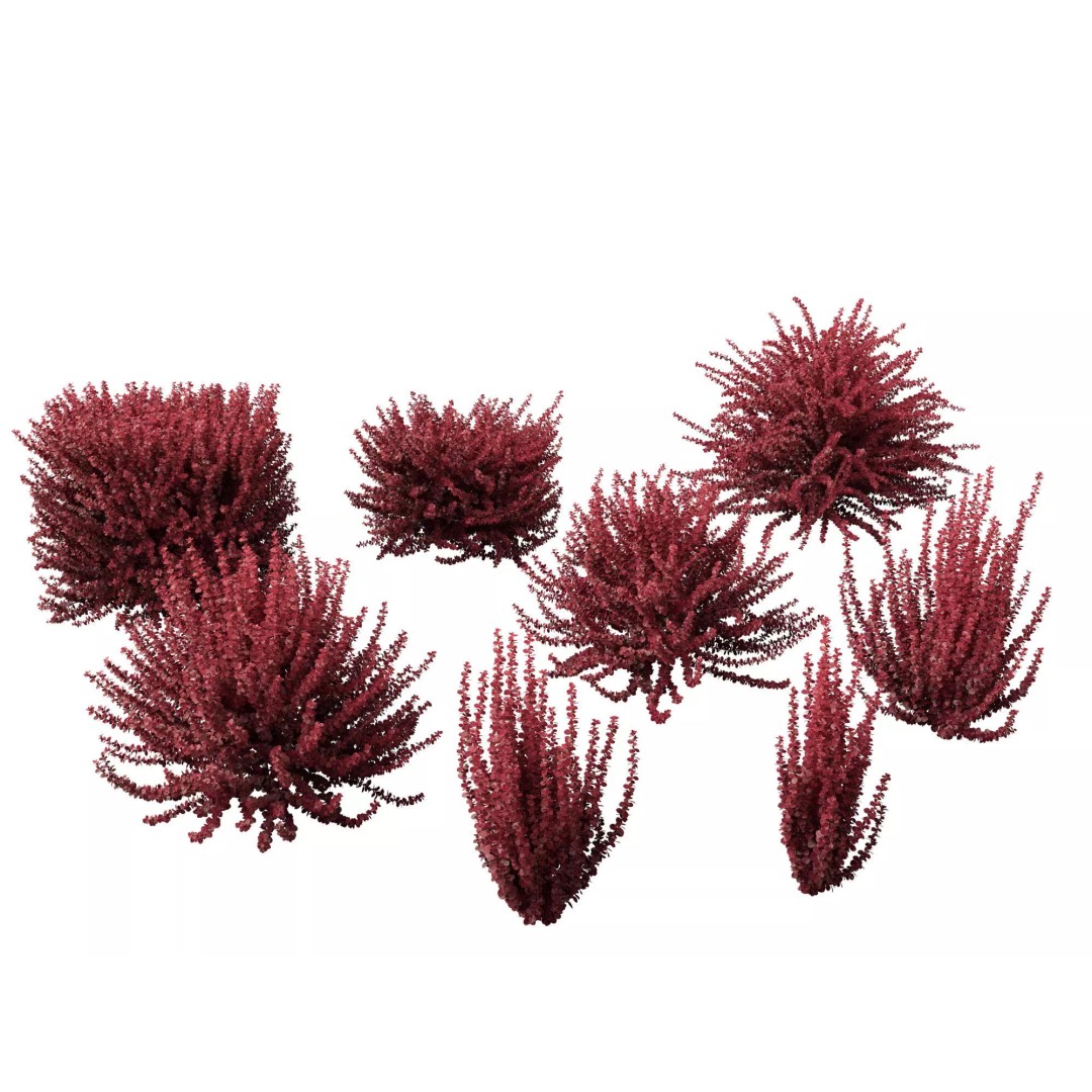 Berberis thunbergii f atropurpurea Gentry 3D Model – Realistic Plant Asset, FBX - View 2